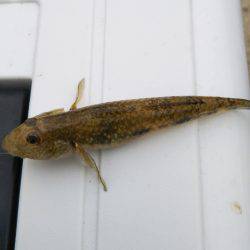 武庫川テナガエビ