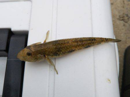 武庫川テナガエビ