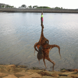 姫路キス(2017-3)