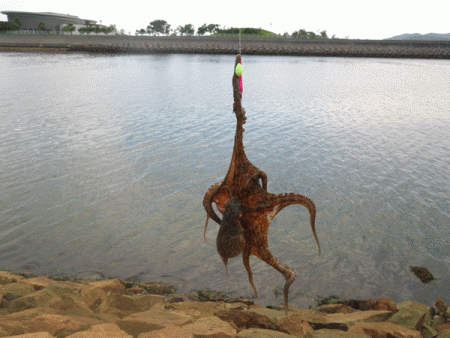 姫路キス(2017-3)