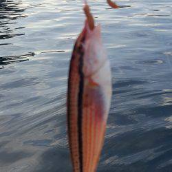 マイボートフィッシング