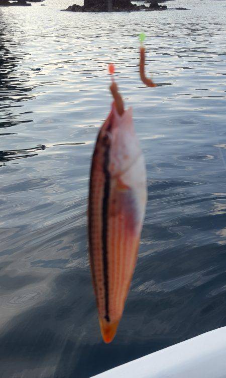 マイボートフィッシング