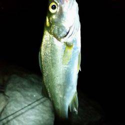 淀川チニングNO４