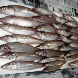 姫路キス(2017-4)