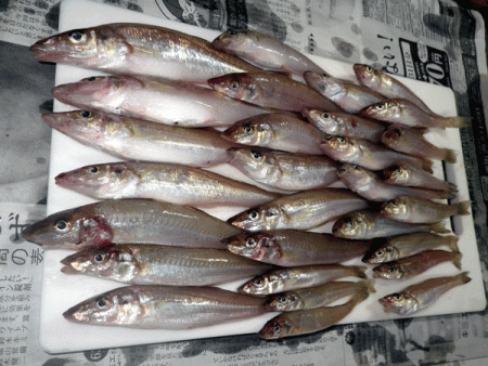 姫路キス(2017-4)