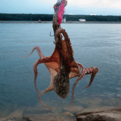 姫路タコ（2017-1）