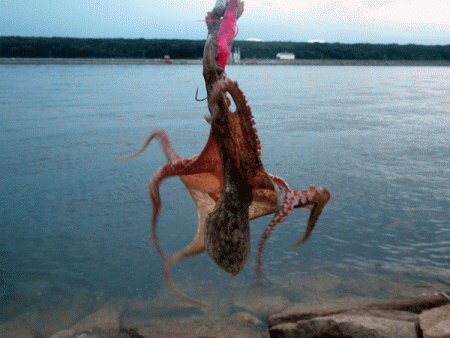 姫路タコ（2017-1）