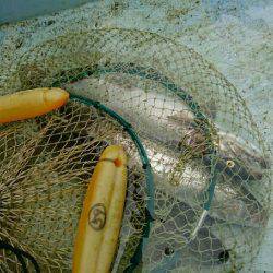 朽木渓流魚センタールアーフィールド。