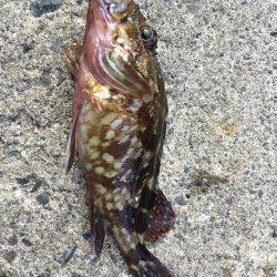 七夕りんくうアジ調査