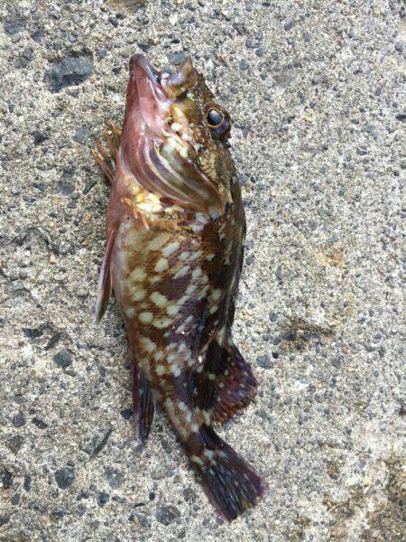 七夕りんくうアジ調査