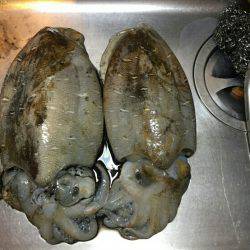 底を探ればコウイカ…