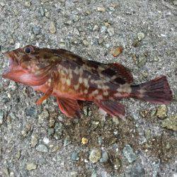 アジを狙いに！