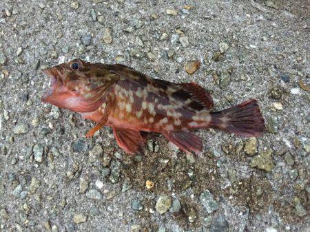 アジを狙いに！