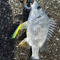 トップチヌ炸裂