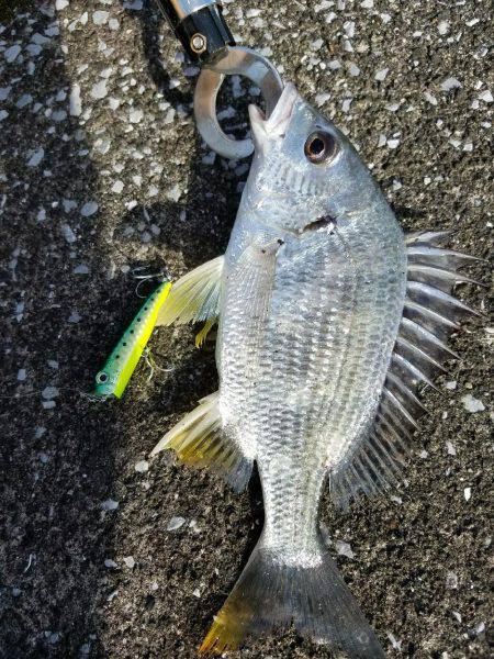 トップチヌ炸裂