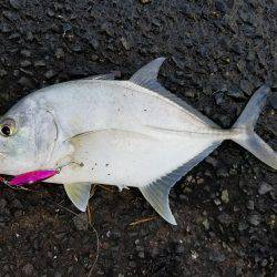 エバことメッキ27㎝