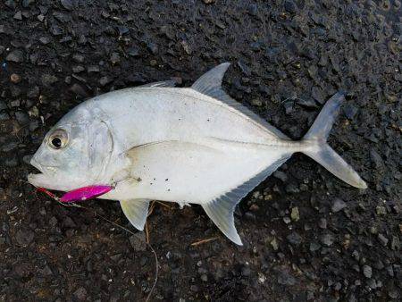 エバことメッキ27㎝