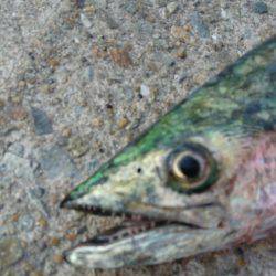 神戸渡船さんにて