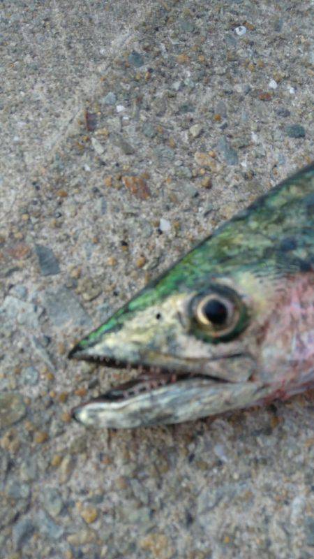 神戸渡船さんにて