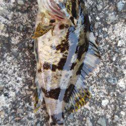 台風去った！アジング！