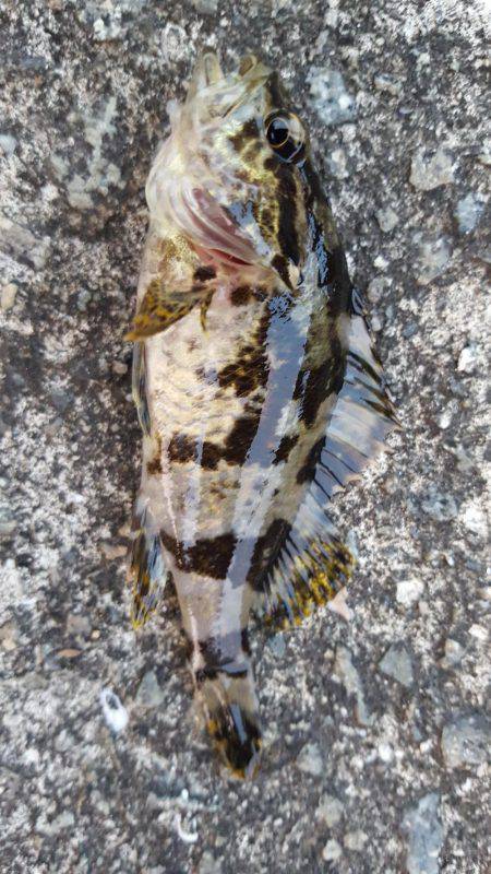 台風去った！アジング！