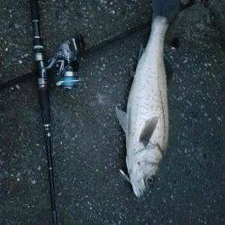 シーバスフィッシング