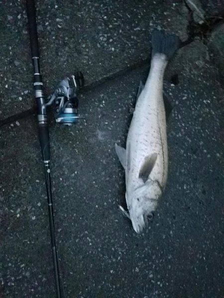 シーバスフィッシング