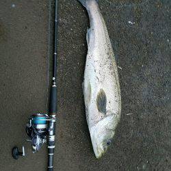 シーバスフィッシング