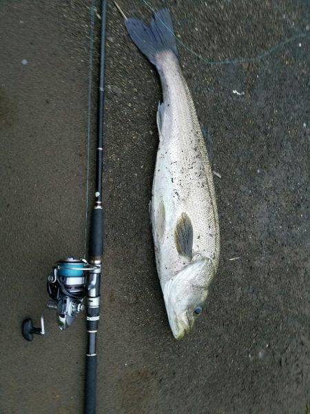 シーバスフィッシング