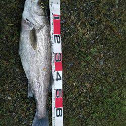 シーバスフィッシング