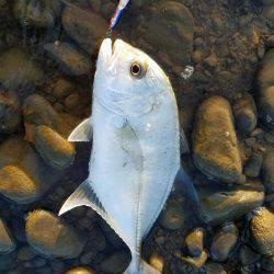 メッキことエバことロウニンアジ