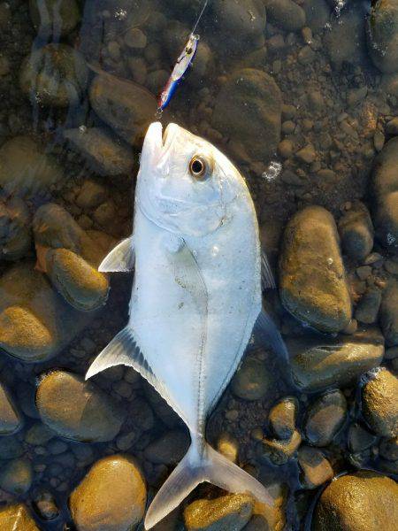 メッキことエバことロウニンアジ