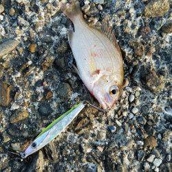 スーパーライトショアジギング！