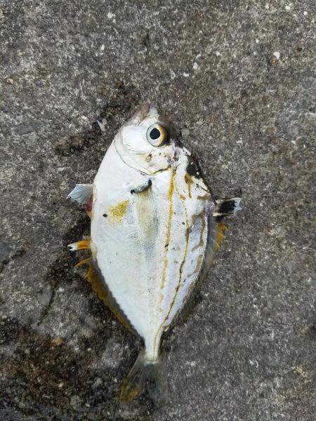 タチウオは何処に？