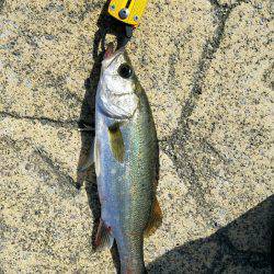 釣果時間30分で…