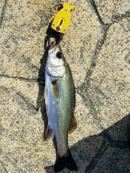 釣果時間30分で…