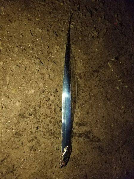 ガセ情報では…(-""…