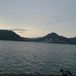 ケンサキエギング