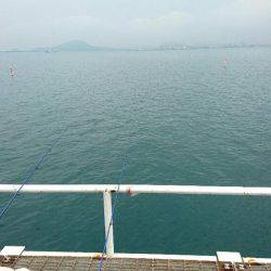 投げサビキでも釣れた‼