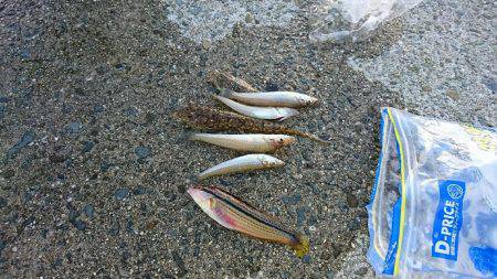 七夕フィッシング！ 願い事叶うのか！？