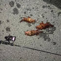 癒しのガシリング