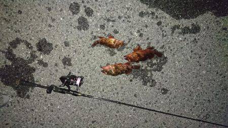 癒しのガシリング