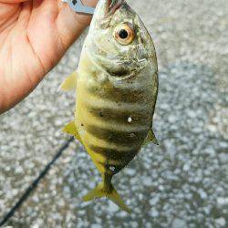 エバ、メッキがいっぱい