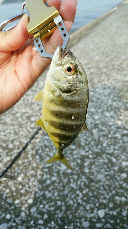 エバ、メッキがいっぱい