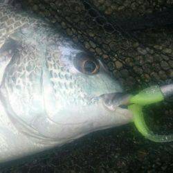 朝シーバスを求めて❗