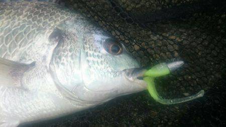 朝シーバスを求めて❗