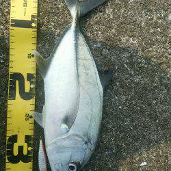 エバことメッキ35㎝ギンガメアジ