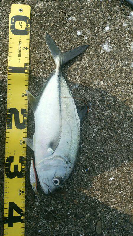 エバことメッキ35㎝ギンガメアジ