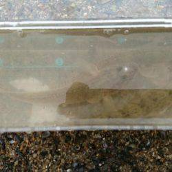 お手軽釣行 ハゼクランキング