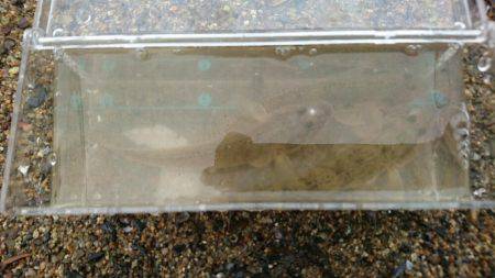 お手軽釣行 ハゼクランキング